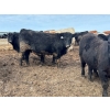 Image 5 : J & J Ranching - 1050# April Delivery Steers - 57 Head (Rhein, SK)