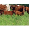 Image 10 : Sentes Farms - 600# October Delivery Steer Calves - 300 Head (Raymore, SK) VBP+