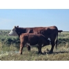 Image 13 : Blaine & Sue Hudec - 600# Oct/Nov Delivery Steer Calves - 80 Head (Jenner, AB)