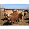 Image 5 : Dennis Bjelland - 975# May Delivery Heifers - 45 Head (Patricia, AB)