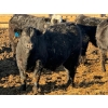 Image 9 : Justin Tateson - 950# February Delivery Steers - 65 Head (Scandia, AB)