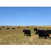 Image 9 : Boggy Springs Ranch - 26 Black Bred Heifers (Maple Creek, SK)