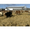 Image 6 : Rusty Ridge Cattle Co. Ltd. - 930# January Weaned Steers - 110 Head (Bowden, AB)