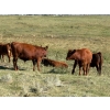 Image 5 : Jones Hereford Ranch - 690# October Delivery Steer Calves - 82 Head (Balzac, AB)