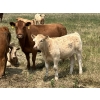 Image 4 : MacMillan Farming Co. - 500# July Delivery Heifer Calves - 180 Head (Cayley, AB) VBP+