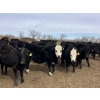 Image 3 : Hawk Ranching - 880# March Delivery Steers - 72 Head (Parkland, AB)