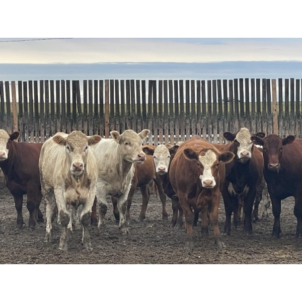 Westview Feeders - 850# September Delivery Heifers - 150 Head (Monarch, AB)