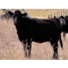 Image 5 : Rafter C Ranch Ltd. - 850# October Delivery Grass Heifers - 68 Head (Lafleche, SK)