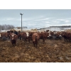 Image 2 : Terry Hines Livestock - 23 December Delivery Simmental/Simmental X Bred Heifers (Marwayne, AB)