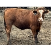 Image 3 : Birch Island Land & Cattle - 1125# July Delivery Steers - 108 Head (Rhein, SK)