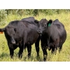 Image 11 : Riverbend Ranch - 1000# October Delivery Grass Steers - 120 Head (Coronation, AB)
