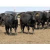 Image 3 : Hegedys Ranching - 970# May Delivery Steers - 160 Head (Acme, AB)