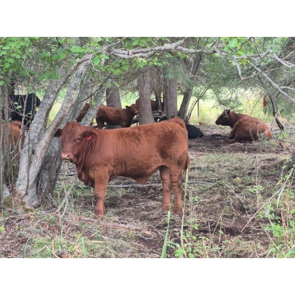 Brady Ranches - 740# October Delivery Steer Calves - 15 Head (Heffley Creek, BC)