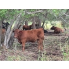Image 1 : Brady Ranches - 740# October Delivery Steer Calves - 15 Head (Heffley Creek, BC)