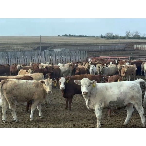 Jim Murphy - 1020# August Delivery Grass Heifers - 180 Head (Chestermere, AB)