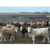 Image 1 : Jim Murphy - 1020# August Delivery Grass Heifers - 180 Head (Chestermere, AB)