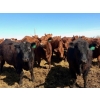 Image 5 : Van Hall Cattle Company Ltd. - 990# April Delivery Steers - 114 Head (Scandia, AB)