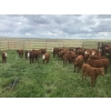 Image 2 : J-J Ranching - 40 Red Mature Pairs (Manyberries, AB)