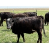 Image 3 : Copperfield Farming - 7 BBF 1st Calf Pairs (Vauxhall, AB)