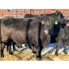 Image 2 : Fox Cattle Co. - 10 Black Heifers (Pen 521)