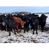Image 1 : 2J Stock Farms - 775# March/April Delivery Steers - 80 Head (Darwell, AB)