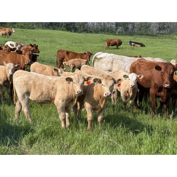 Gerald Lawrence - 700# October Delivery Steer Calves - 85 Head (Pine Lake, AB)