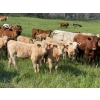 Image 1 : Gerald Lawrence - 700# October Delivery Steer Calves - 85 Head (Pine Lake, AB)