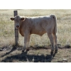 Image 5 : Ernie, Kathy & Kyle Lee - 615# October Delivery Steer Calves - 95 Head (Hanna, AB)