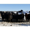 Image 2 : Richards Family Farms & Livestock Ltd. - 540# March Delivery Steers - 110 Head (Bangor, SK) VBP+