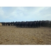 Image 5 : Monette Farms - 800# January Weaned Steers - 235 Head (Airdrie, AB)