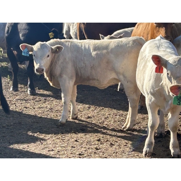 Fred Courtney - 610# October Delivery Heifer Calves - 45 Head (Delia, AB)