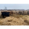 Image 6 : Lowe Ranches - 703# December Weaned Heifers - 99 Head (Nanton, AB)