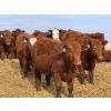Image 6 : 9X Enterprises - 740# April Delivery Steers - 65 Head (Millicent, AB)