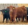 Image 5 : Duane & Austin Ashbacher - 775# February Delivery Steers - 80 Head (Arrowwood, AB)