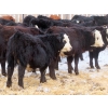 Image 5 : Bezan Cattle Corporation - 720# Feb/March Weaned Steers - 80 Head (Midale, SK)