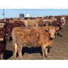 Image 4 : Shark Farms - 770# March Delivery Heifers - 400 Head (Nanton, AB)