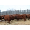 Image 5 : RA3 Farms - 19 Red/Red X February/March Calving Bred Heifers (Carmangay, AB)