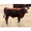 Image 4 : Mayfield Ranching - 450# Steer Calves - 70 Head (Etzicom, AB)