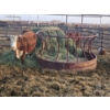 Image 6 : Guy Fukuda - 1 Hereford Pair