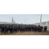 Image 1 : M.S. MacLean Livestock - 1020# March Delivery Steers - 80 Head (Coaldale, AB)