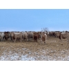 Image 2 : Box Anchor Farms - 930# March Delivery Heifers - 195 Head (Dewberry, AB)