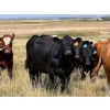 Image 2 : Riverbend Ranch - 850# October Delivery Grass Heifers - 120 Head (Coronation, AB)