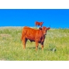 Image 2 : Ron Holmes - 550# October Delivery Steer Calves - 100 Head (Cochrane, AB)