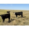 Image 10 : Rommens Farm Ltd. - 525# October Delivery Heifer Calves - 80 Head (Brooks, AB)