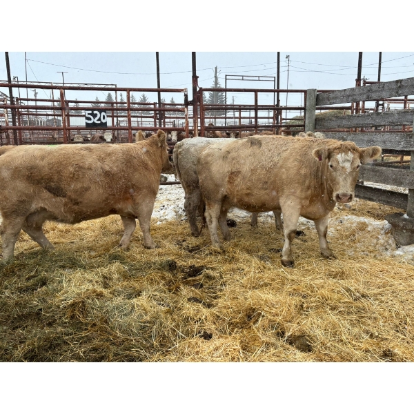 Prairie Diamond Farm - 3 Younger to Middle-Aged Cows (Pen 520)