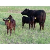 Image 10 : Knapp Farms - 500# November Delivery Heifer Calves - 100 Head (Southey, SK)