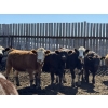Image 4 : Dun Rite Stock & Stables - 1050# September Delivery Open Heifers - 60 Head (Bentley, AB)