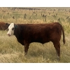 Image 15 : Blaine & Sue Hudec - 615# November Delivery Steer Calves - 80 Head (Jenner, AB)