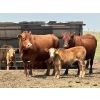 Diamond I Farms - 24 Simm/Angus X Cow/Calf Pairs (Irricana, AB)