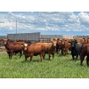 Image 3 : Hines Ranching Co. Ltd. - 28 AI Red X February Calving Bred Heifers (Marwayne, AB)
